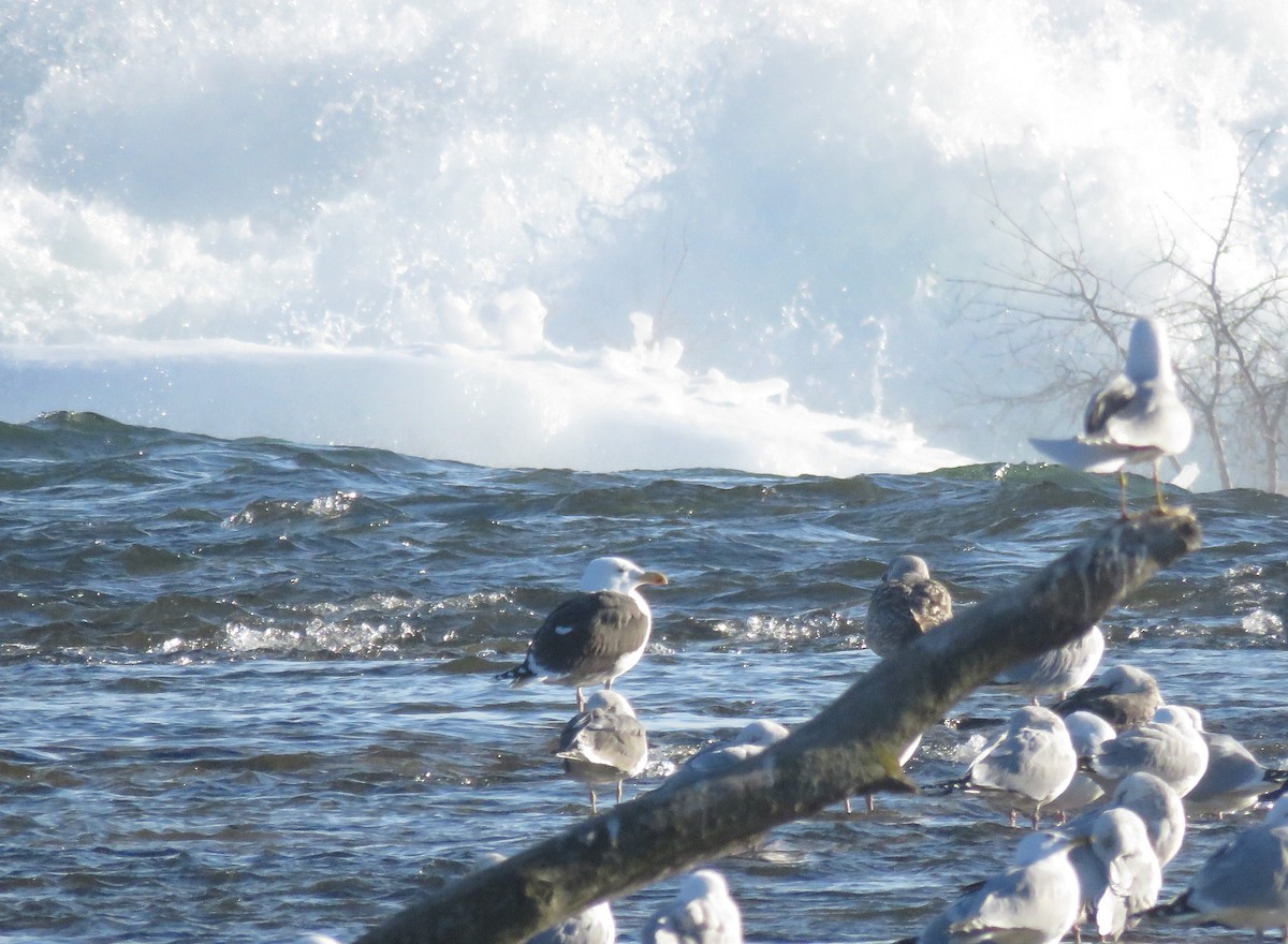 Great Black-backed Gull - ML90564991