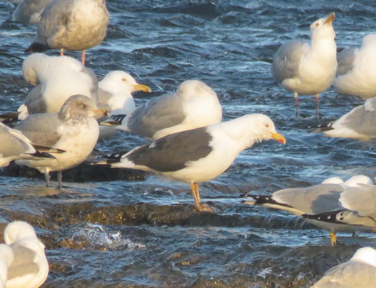 Lesser Black-backed Gull - Fred Shaffer