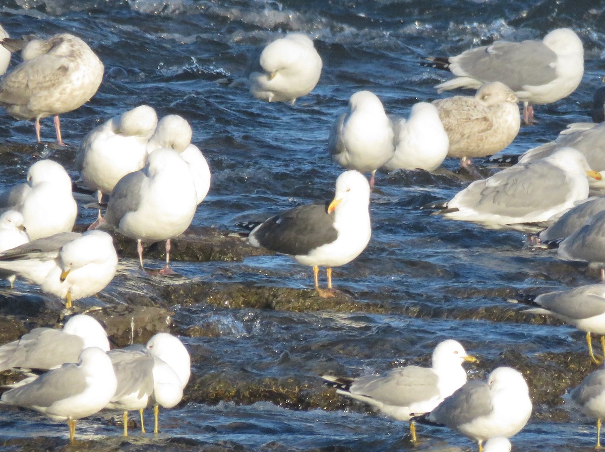 Lesser Black-backed Gull - Fred Shaffer