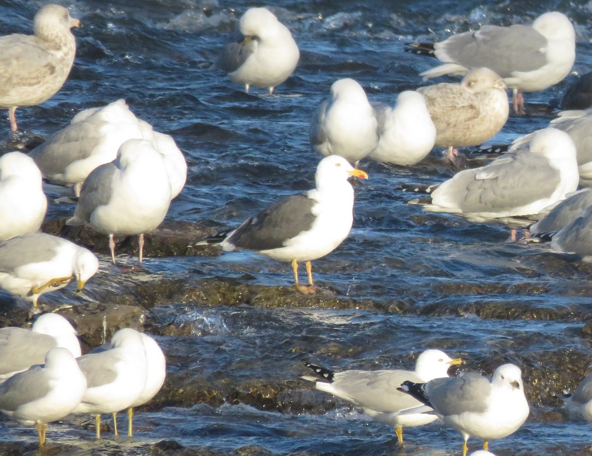 Lesser Black-backed Gull - Fred Shaffer