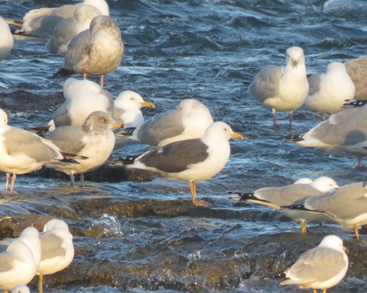 Lesser Black-backed Gull - ML90565031