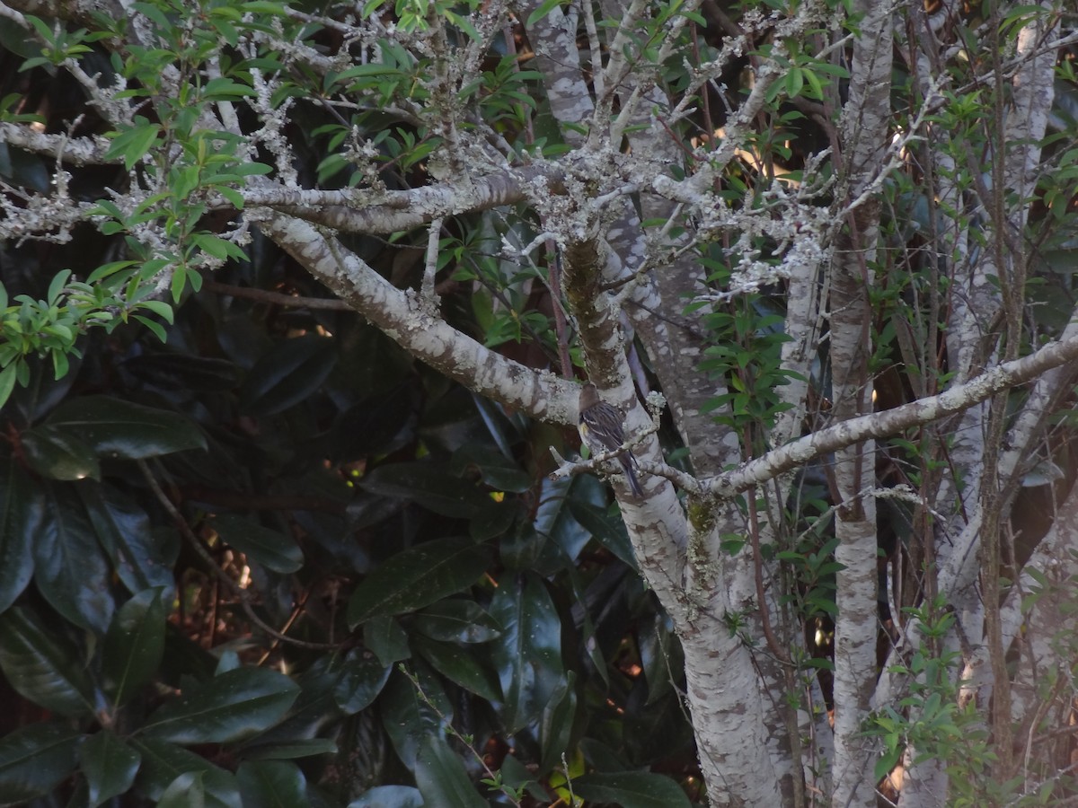 Yellow-rumped Warbler - ML90566831