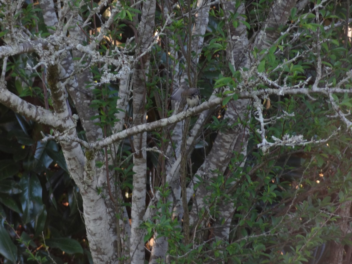 Yellow-rumped Warbler - ML90566991