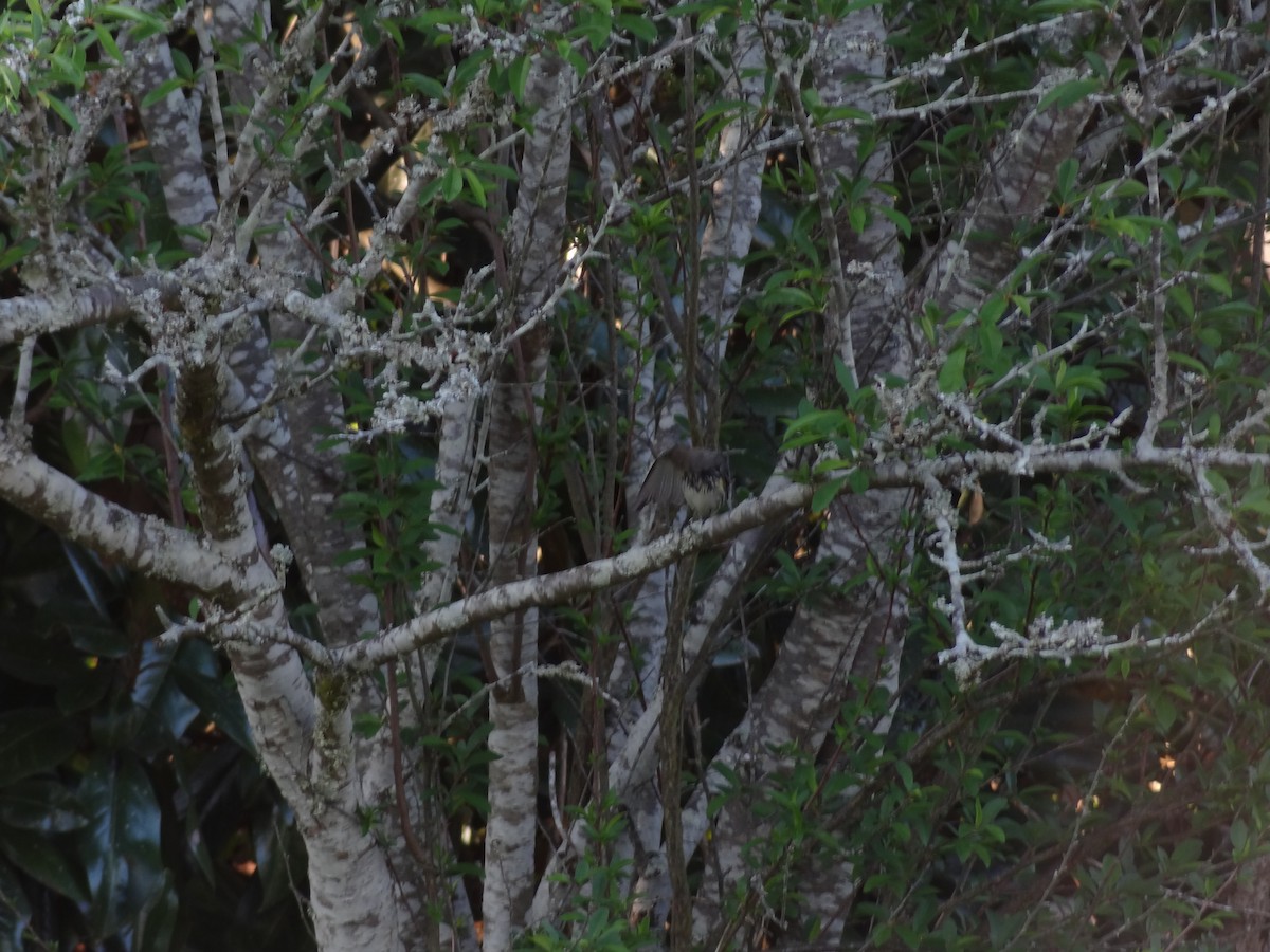 Yellow-rumped Warbler - ML90567021