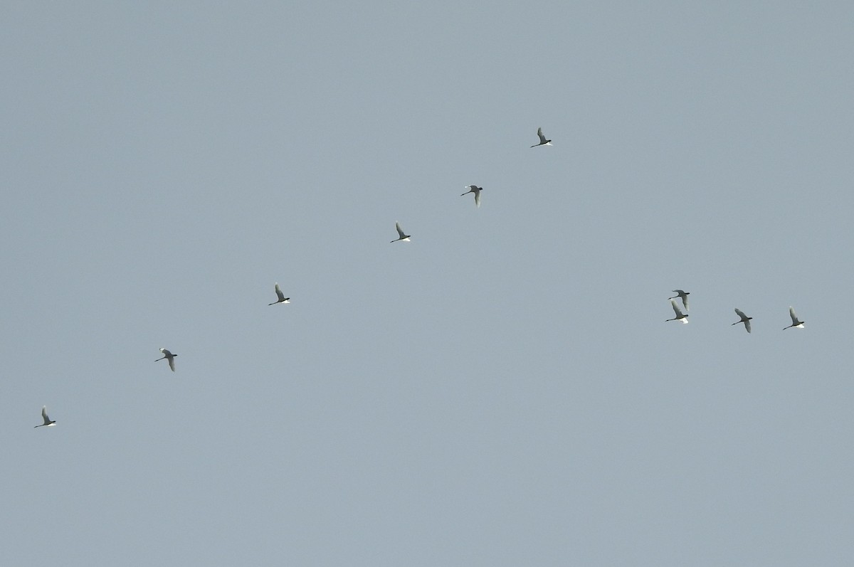 Tundra Swan - ML90567491