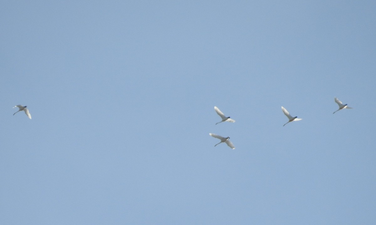 Tundra Swan - ML90567501