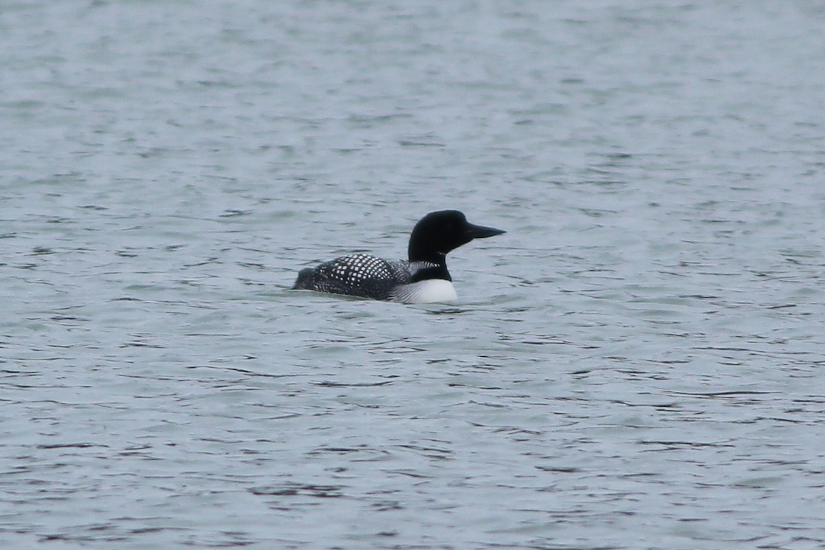 Common Loon - ML90570021