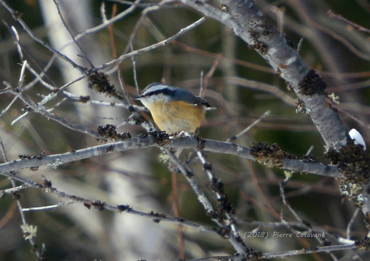 Red-breasted Nuthatch - ML90570811