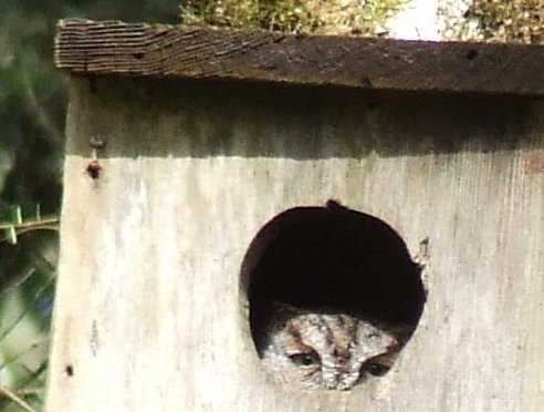 Western Screech-Owl - ML90572481