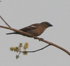Yellow-throated Sparrow - ML90574971