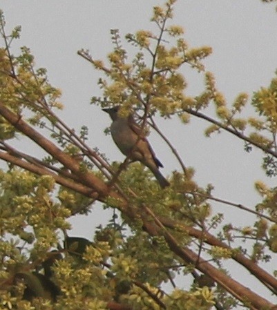 Yellow-throated Sparrow - ML90575001