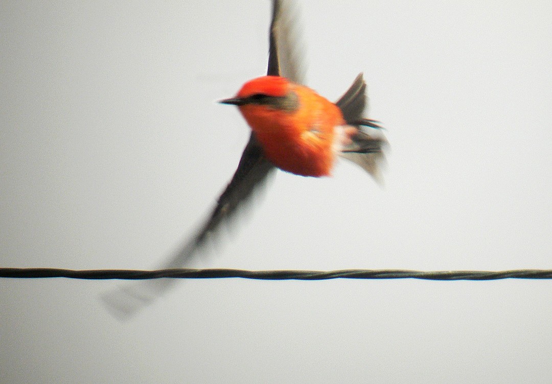 Vermilion Flycatcher - ML90575941