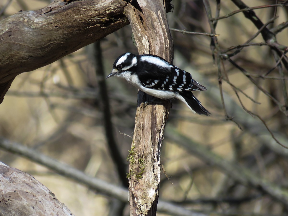 Downy Woodpecker - Anonymous