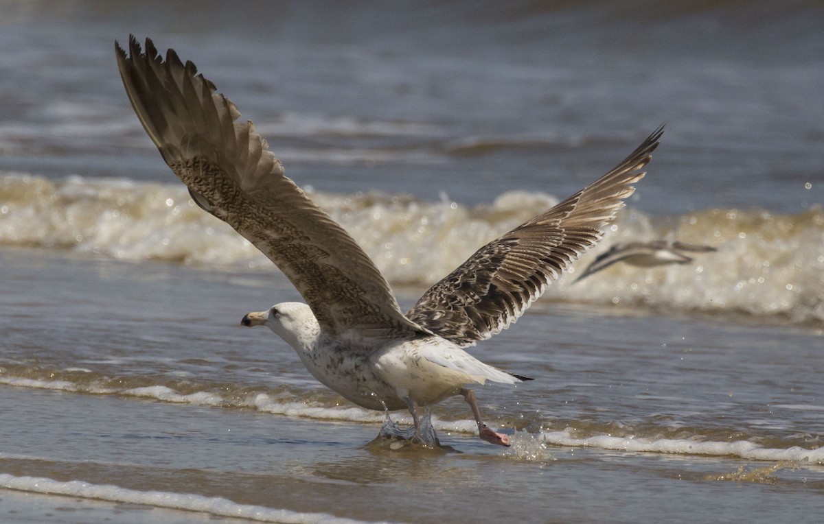 Great Black-backed Gull - Mike Austin