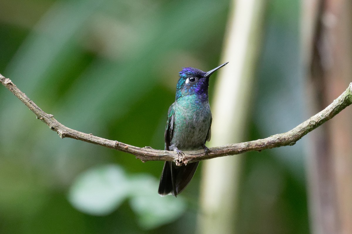 Violet-headed Hummingbird - David Wright