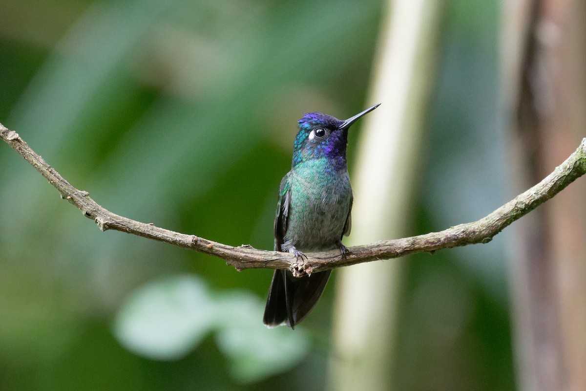 Colibrí Cabeciazul - ML90578591