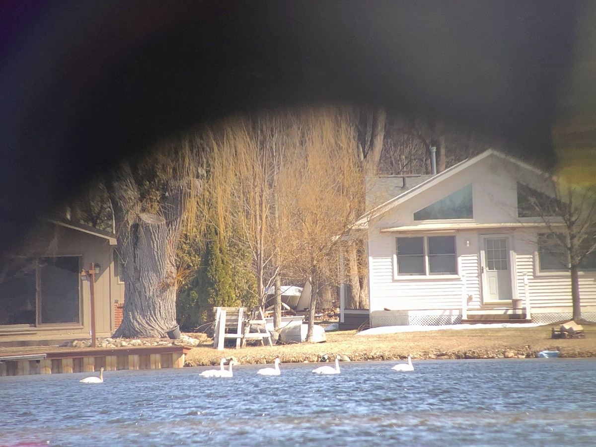 Tundra Swan - ML90579141