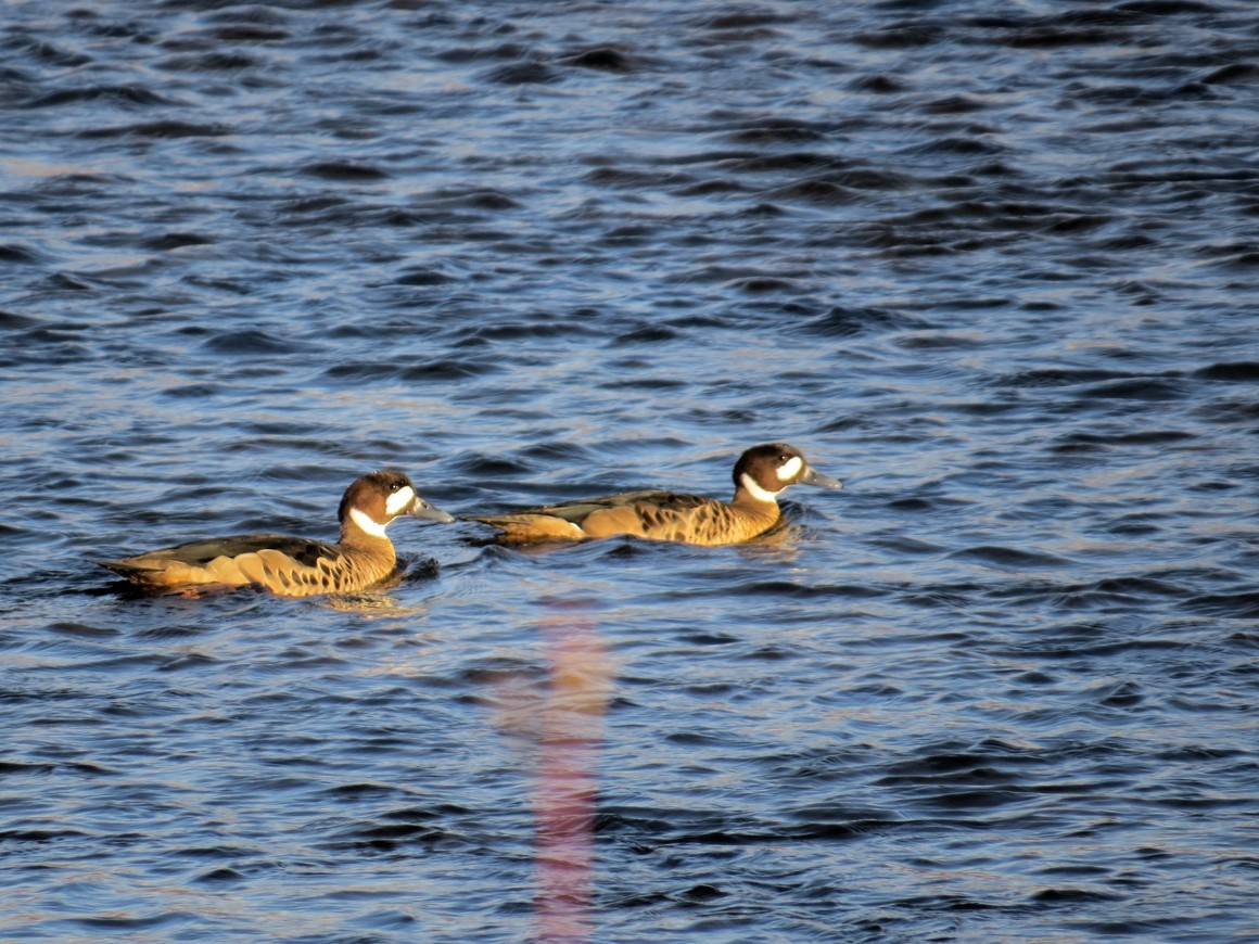 Spectacled Duck - ML90579821