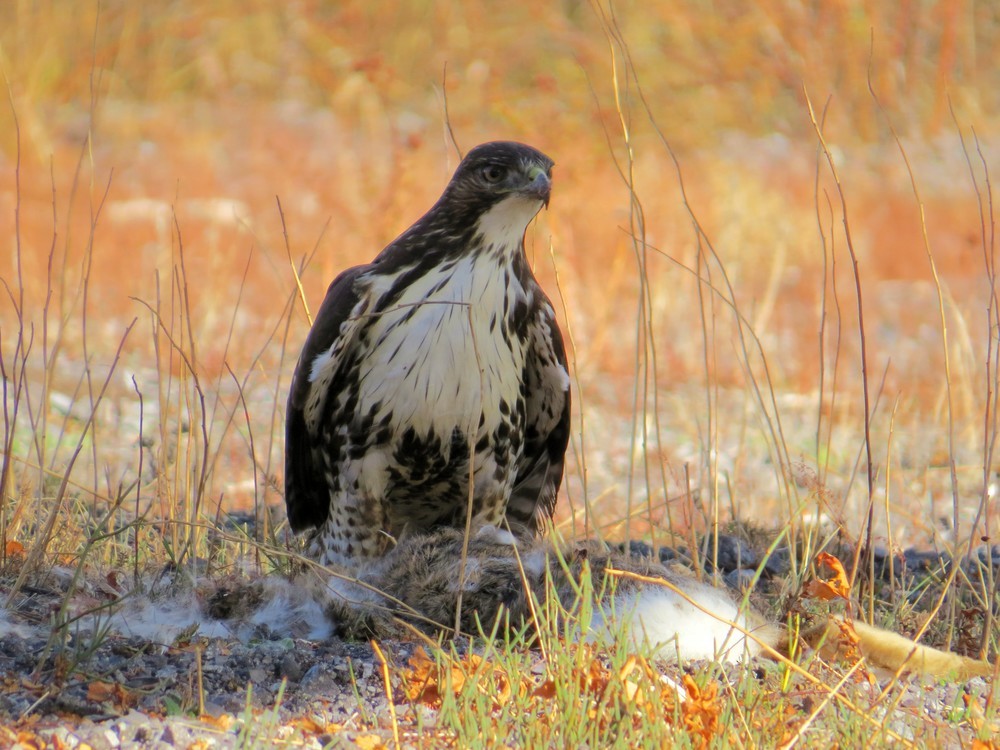 Rufous-tailed Hawk - ML90580421