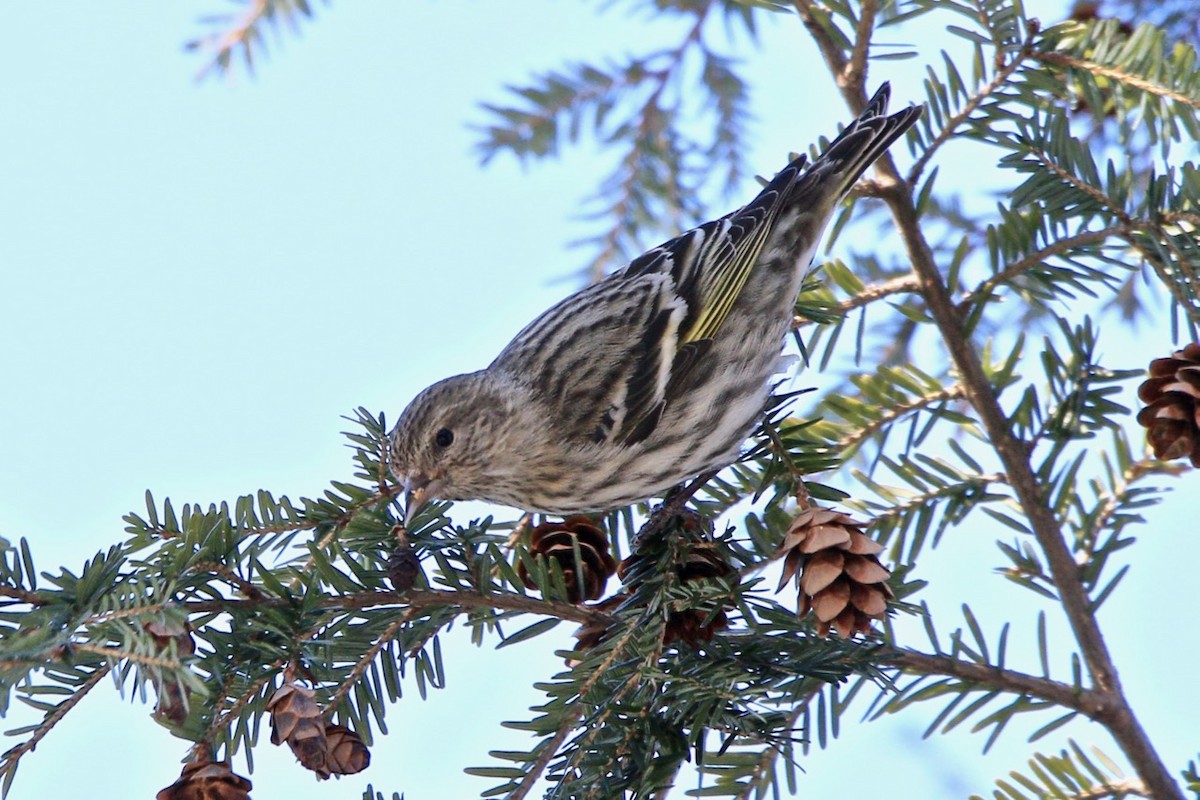 Pine Siskin - ML90580661