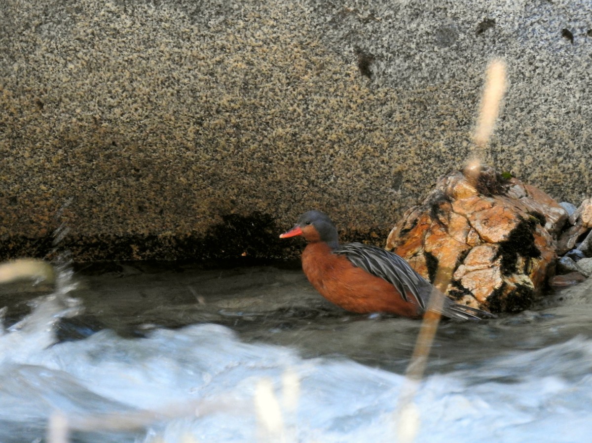 Pato Torrentero - ML90581781