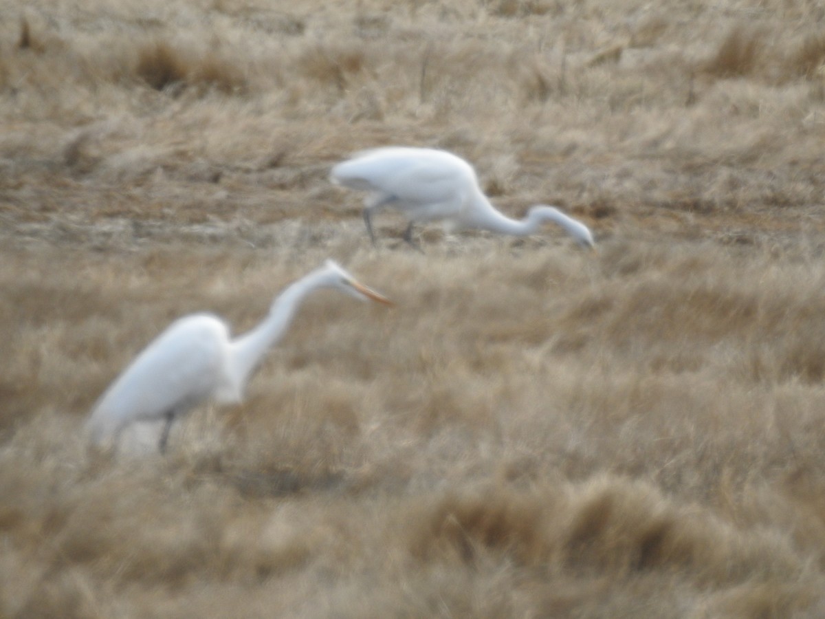 Great Egret - ML90581951