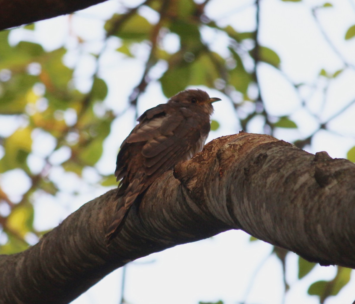 Common Hawk-Cuckoo - ML90585211