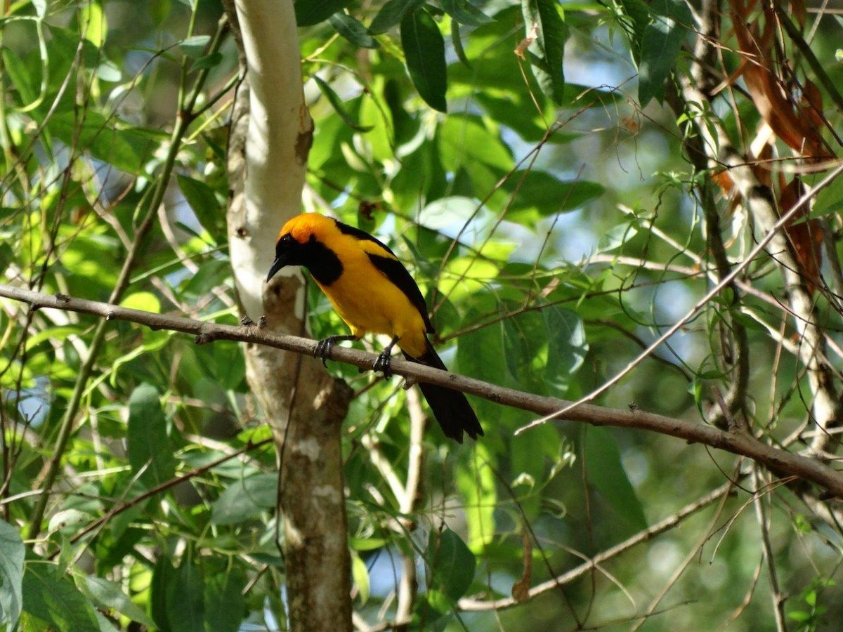 Orange-crowned Oriole - ML90586861
