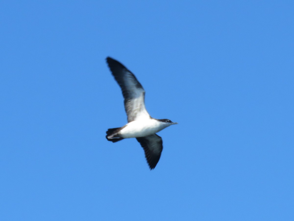 Galapagos Shearwater - ML90587531