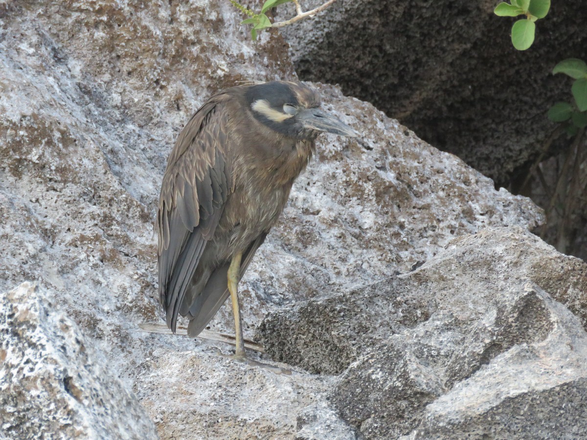 Yellow-crowned Night Heron - ML90588181