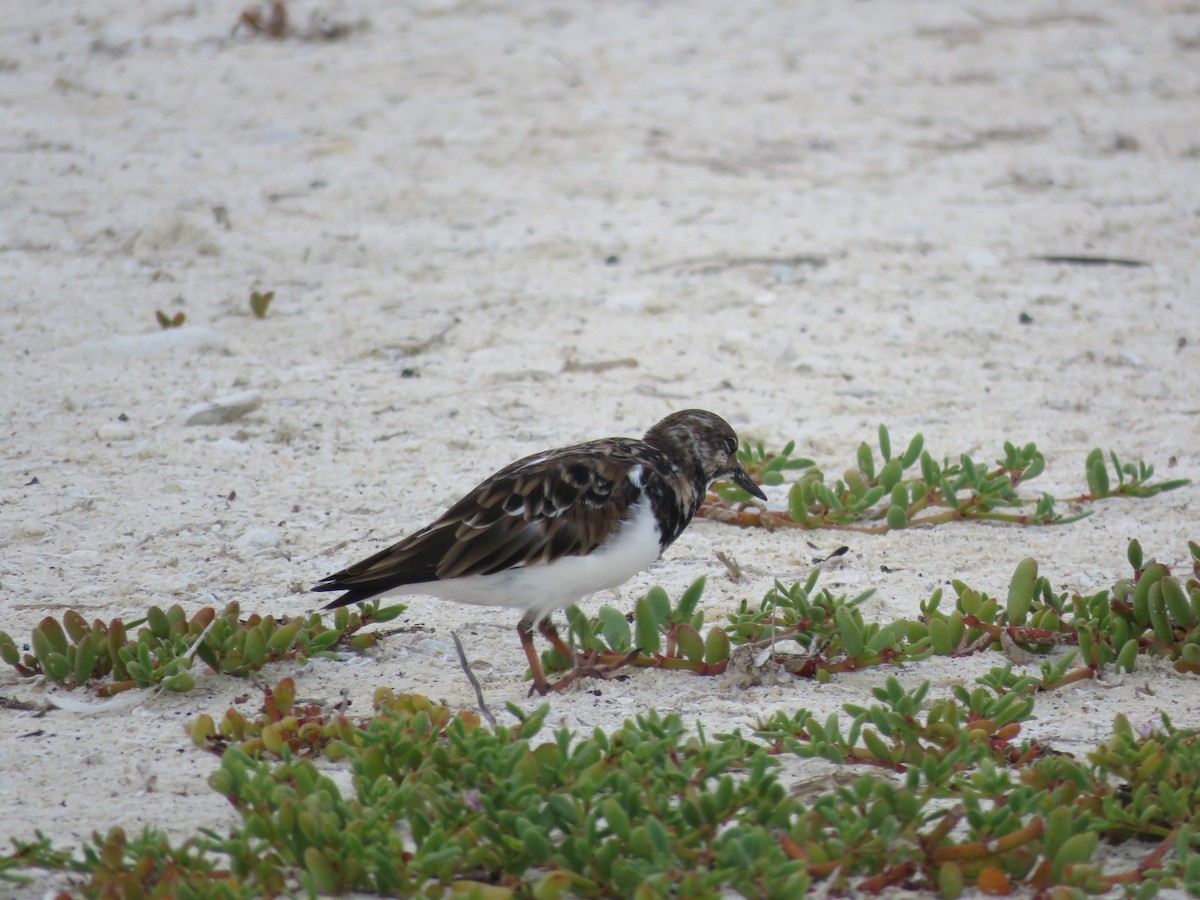 Ruddy Turnstone - ML90588251