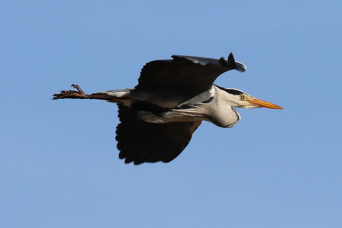 Gray Heron - ML90591971