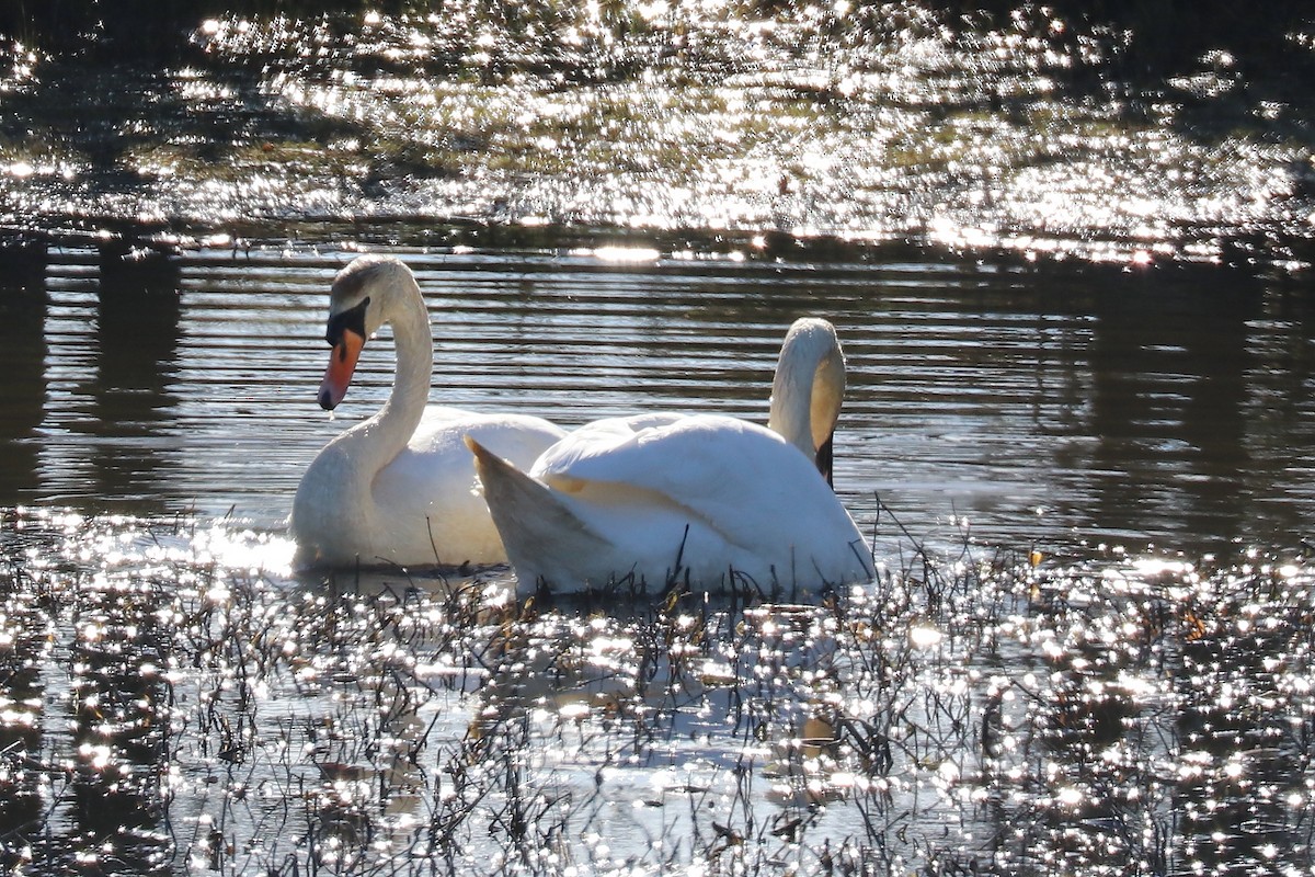 Mute Swan - ML90592141