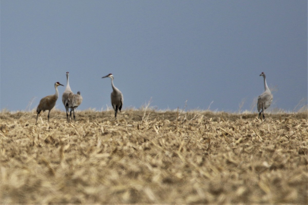 Sandhill Crane - ML90593741