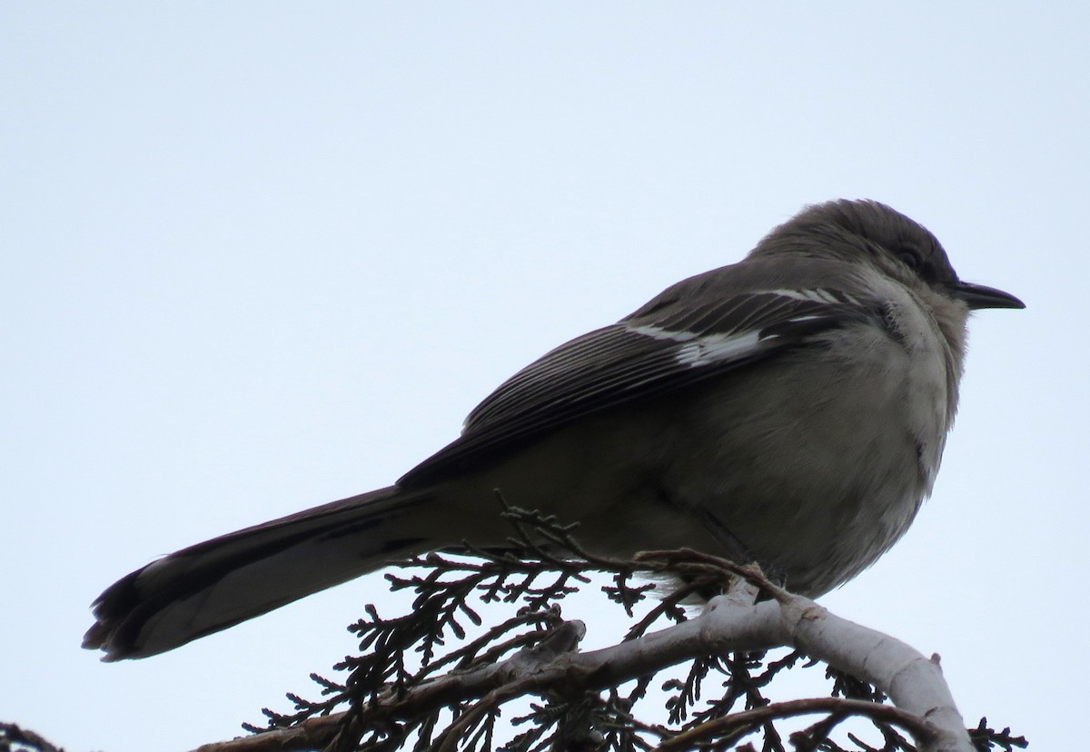 Northern Mockingbird - ML90593761