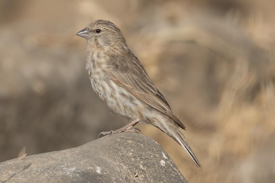 בזבוז תימני - ML90594921