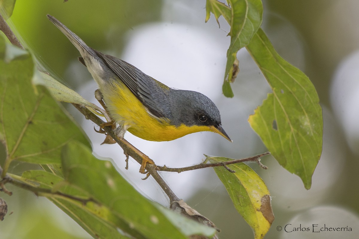 Tropical Parula - ML90596721