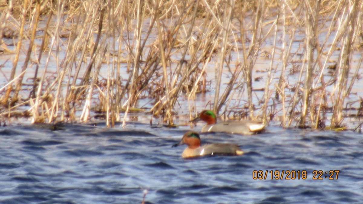 Green-winged Teal - ML90597171