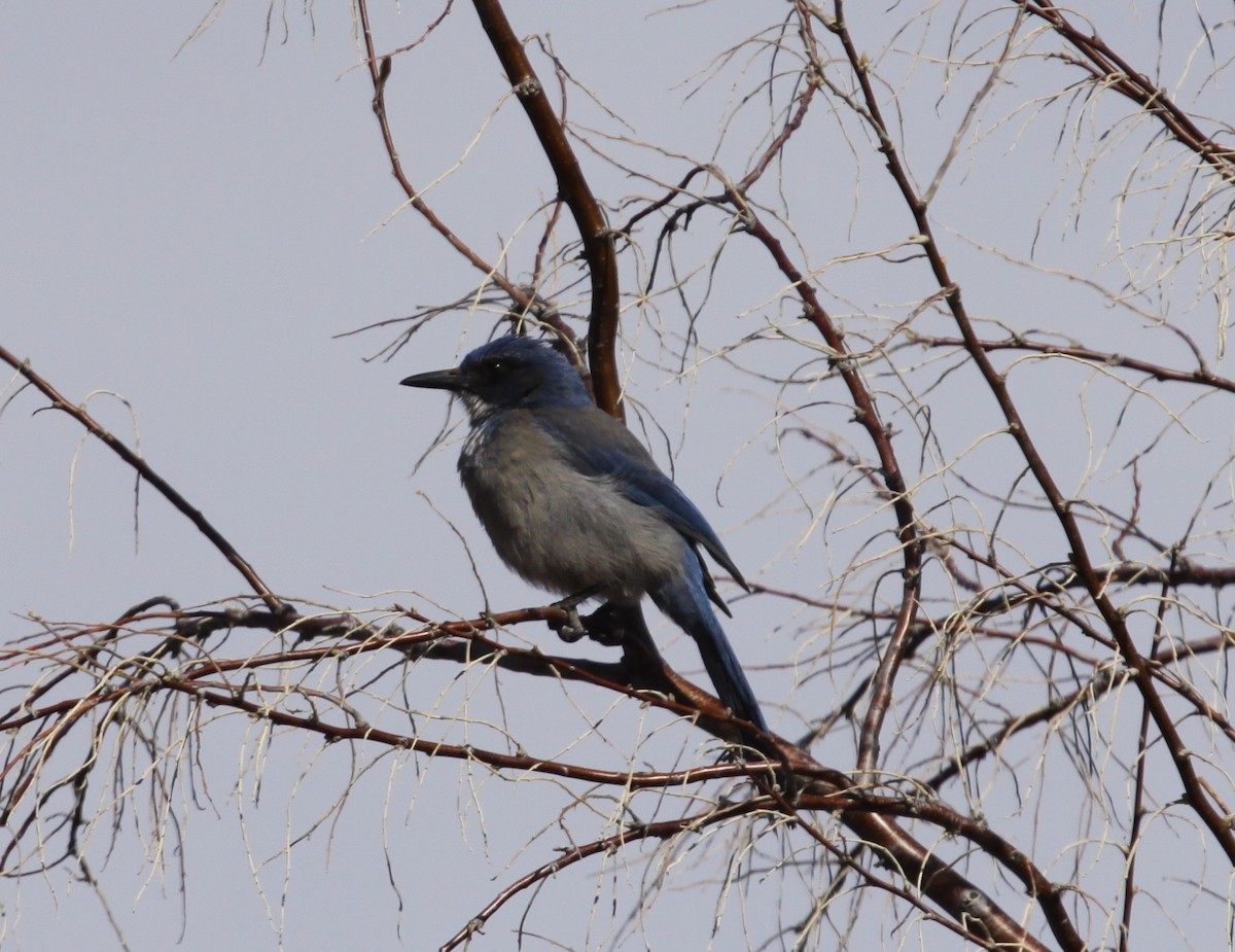 Woodhouse's Scrub-Jay - ML90597961