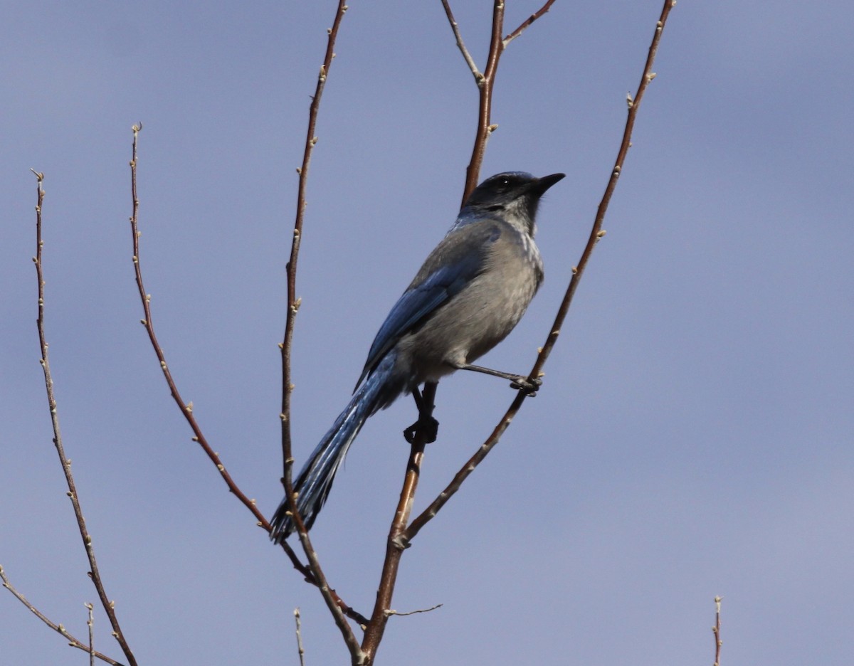 Woodhouse's Scrub-Jay - ML90597971