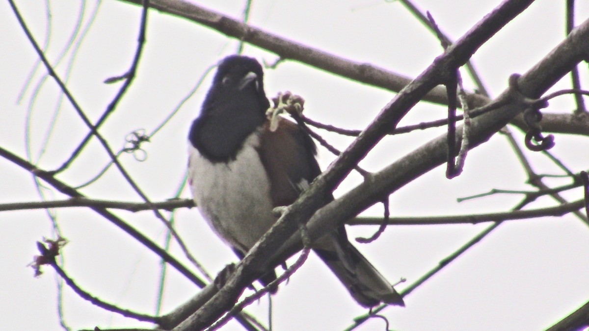 ワキアカトウヒチョウ - ML90599221