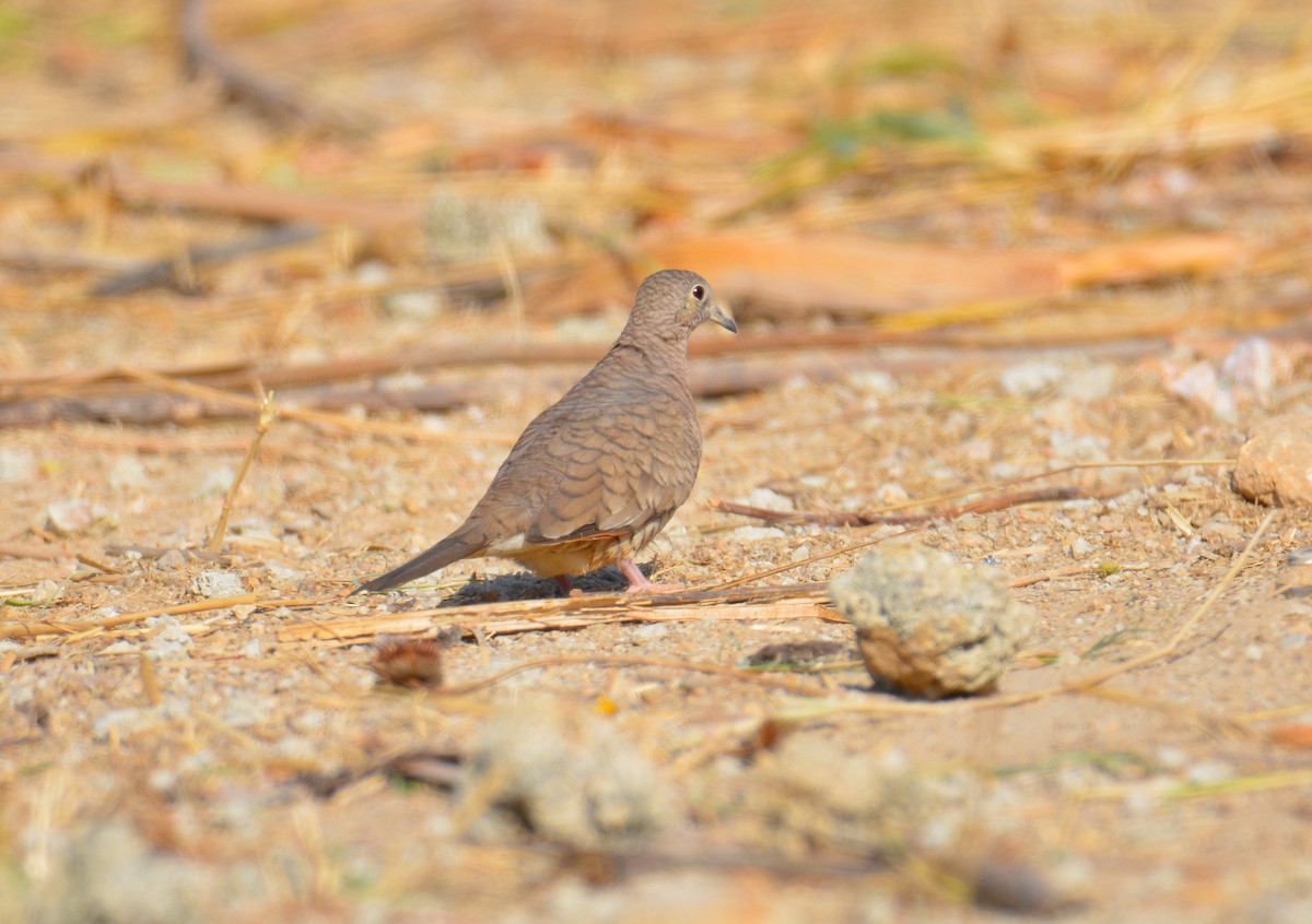 Inca Dove - Carlos Quezada