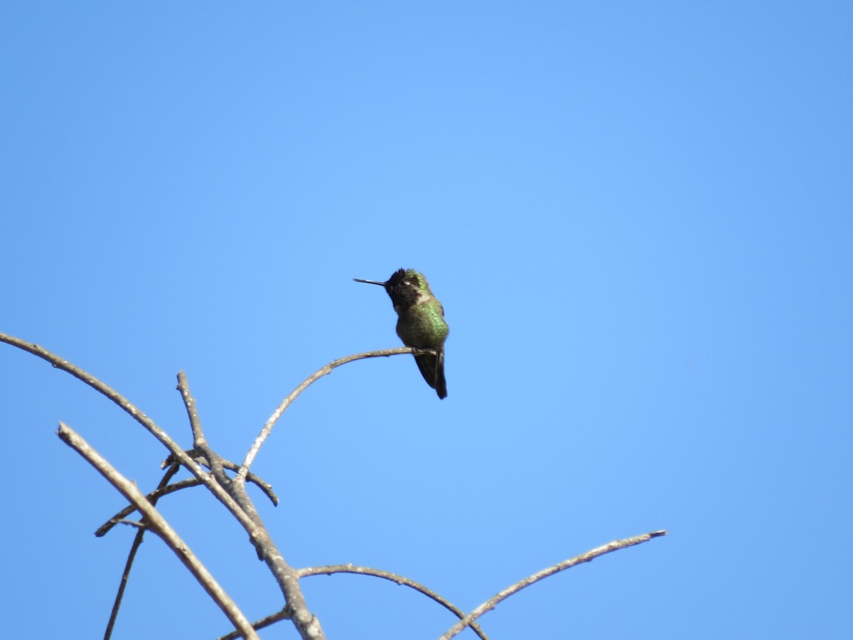 Anna's Hummingbird - ML90600161