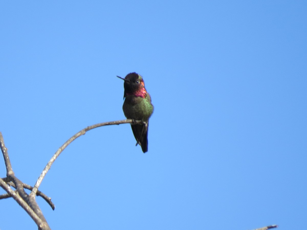 Anna's Hummingbird - ML90600171
