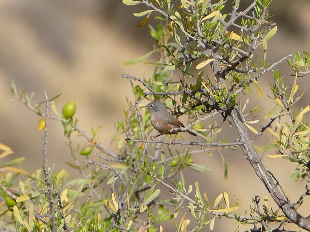 Tristram's Warbler - ML90601331