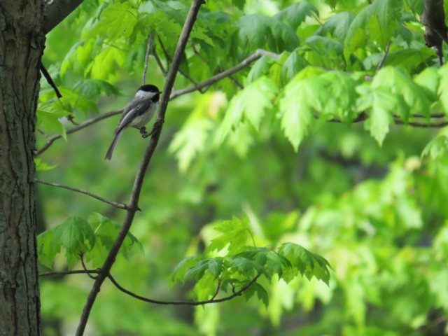 Black-capped Chickadee - Simon Bradfield