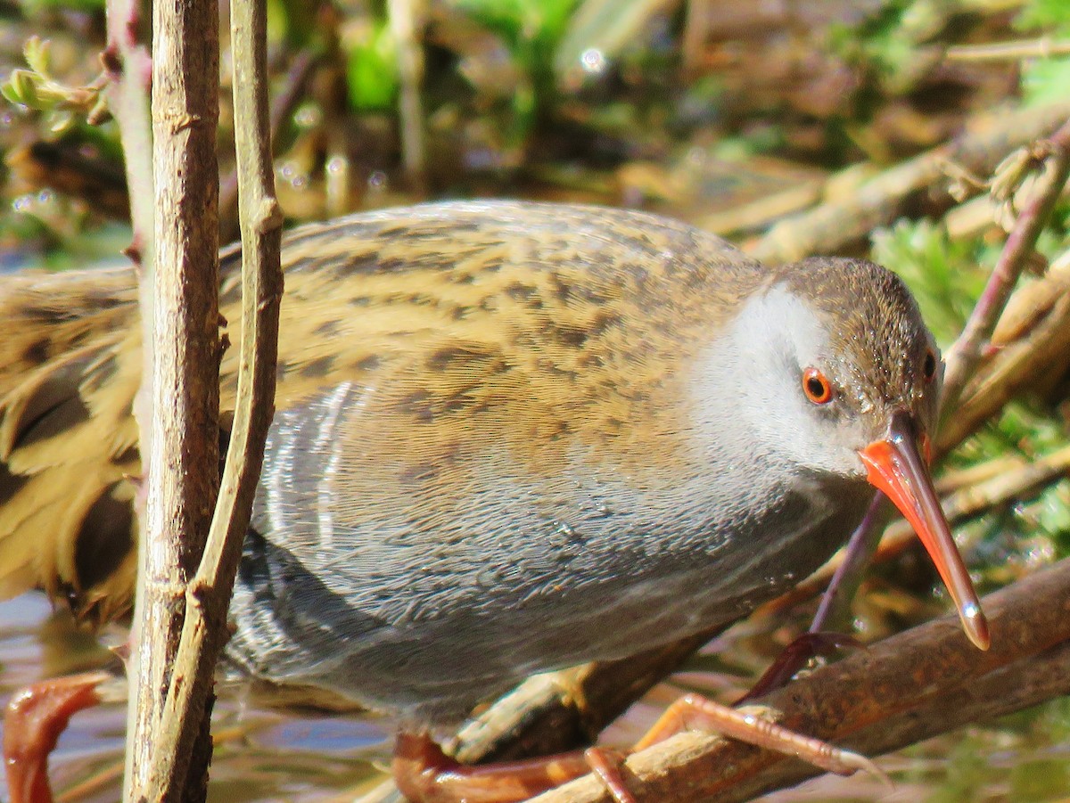 Water Rail - Thomas Gibson