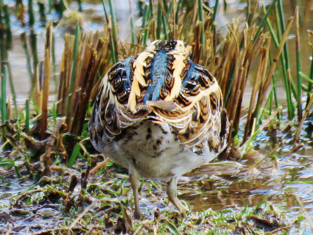 Jack Snipe - ML90602441