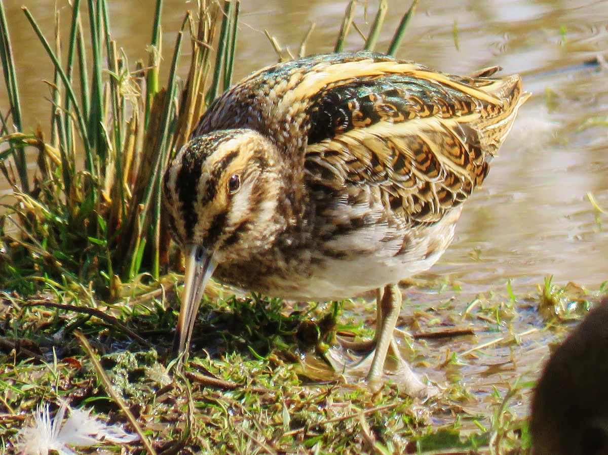 Jack Snipe - ML90602601