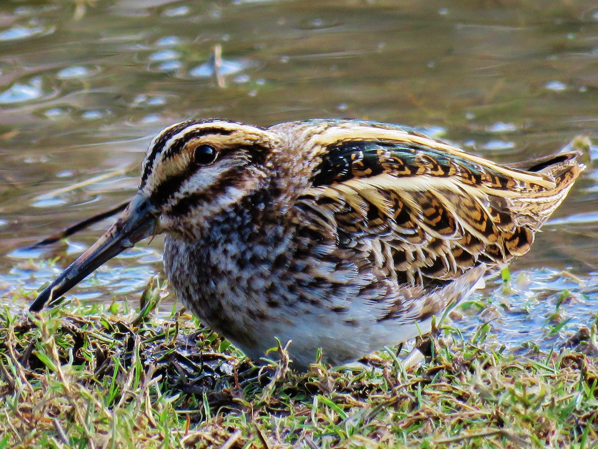 Jack Snipe - ML90603261